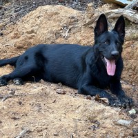 German Shepherds of North Alabama – Raising beautiful German Shepherds